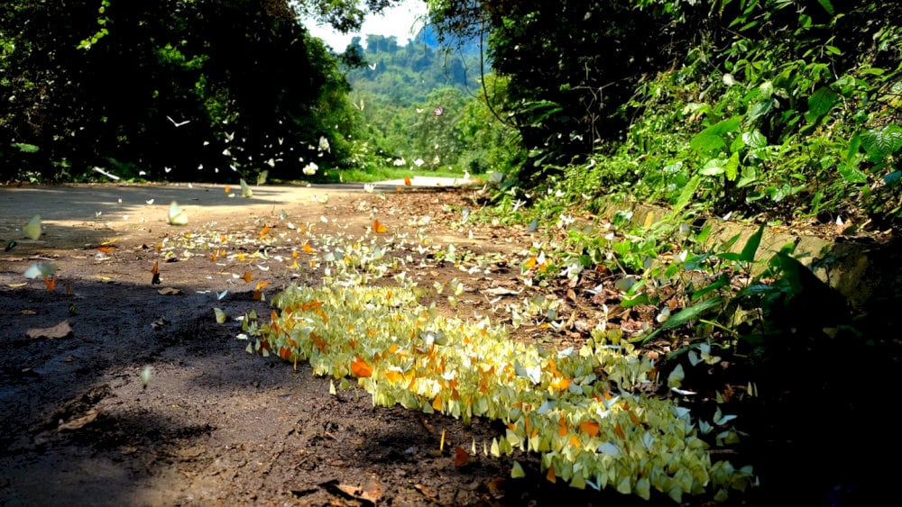 Visiting Cuc Phuong National Park between April and May is the best way to admire the natural beauty